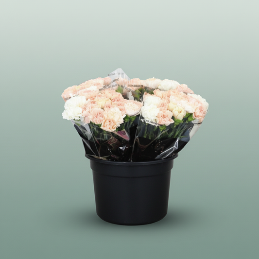 Carnation Standard Mix Wedding