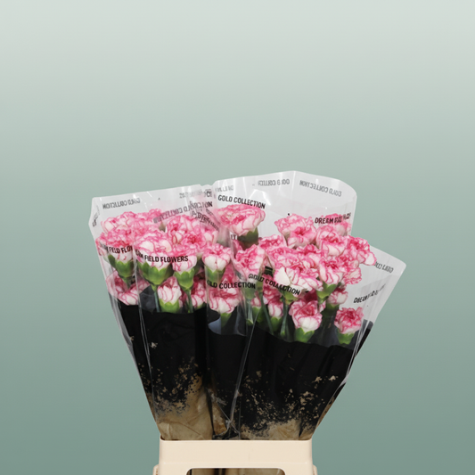 Carnation Standard Komachi