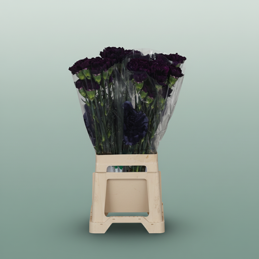 Carnation Standard Florigene Moonlite