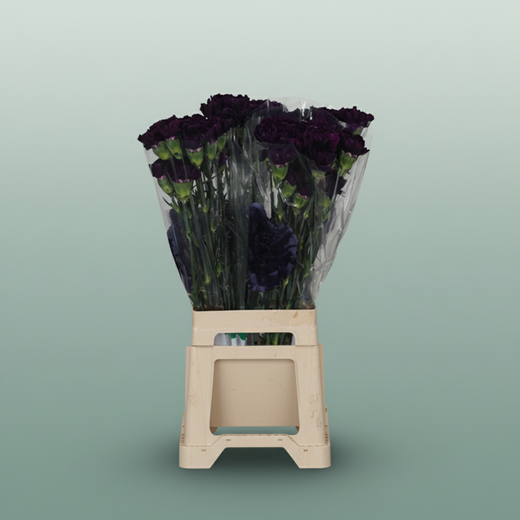 Carnation Standard Florigene Moonlite