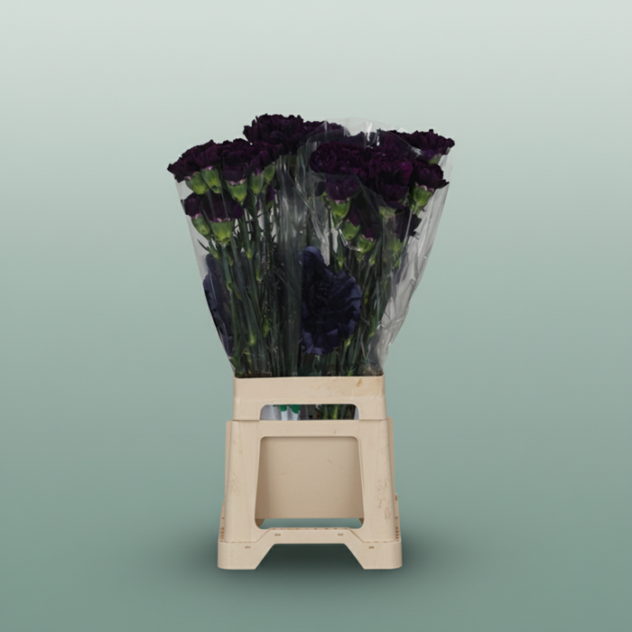 Carnation Standard Florigene Moonlite
