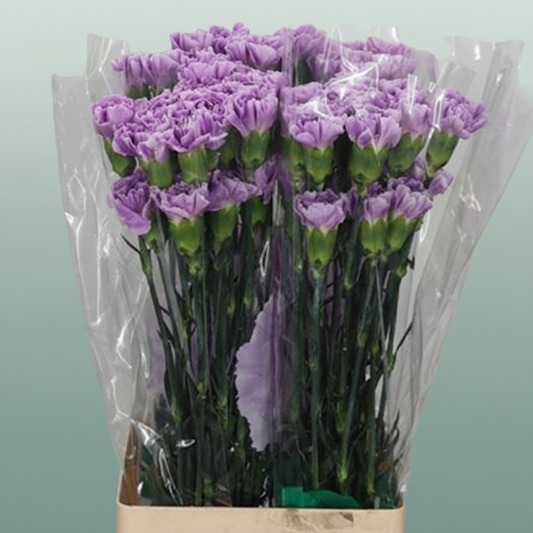 Carnation Standard Florigine Moonaqua