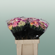 Carnation Standard Mix Striped