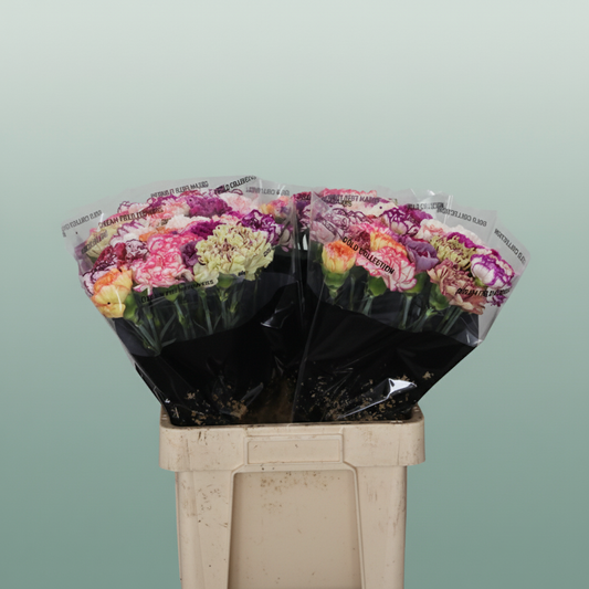 Carnation Standard Mix Striped