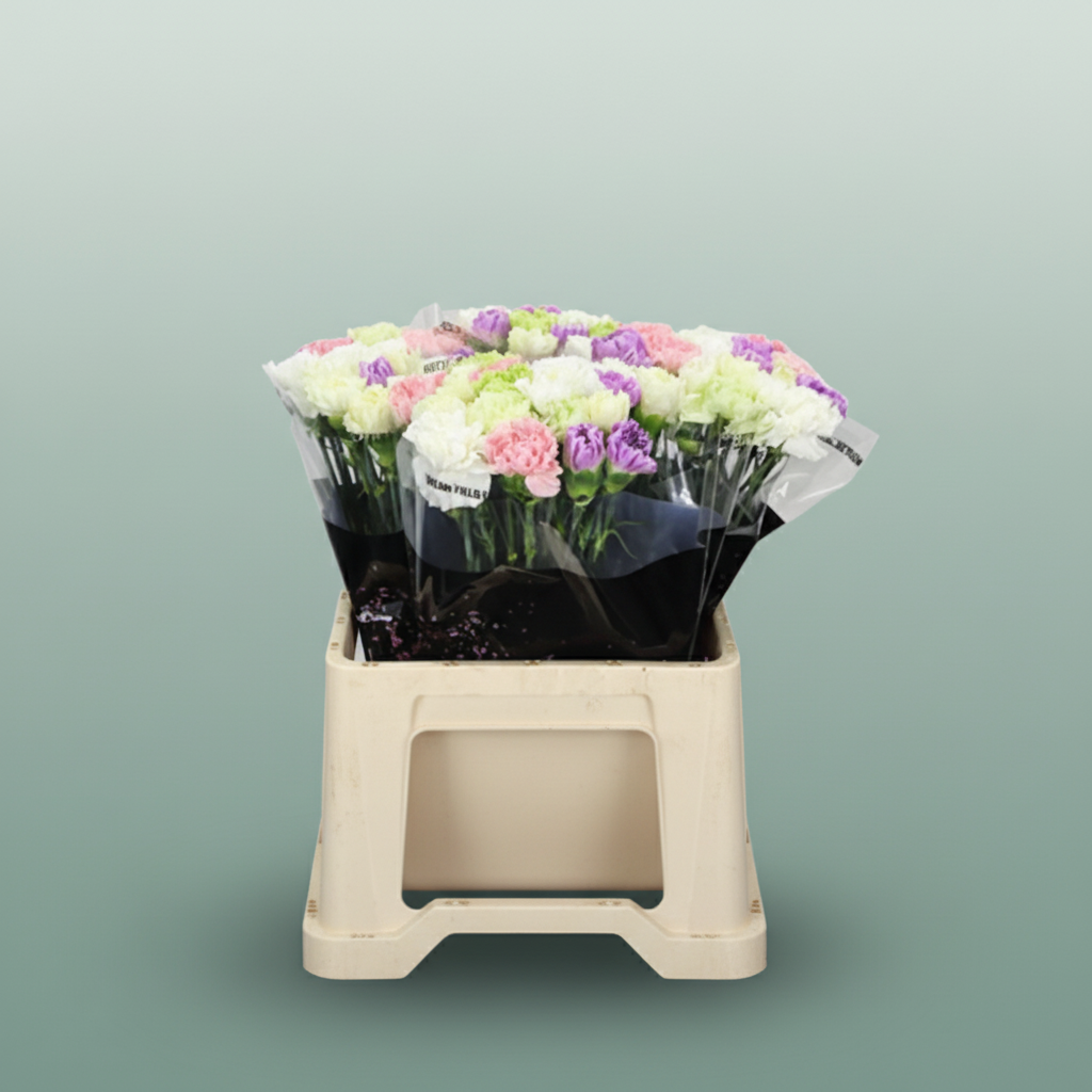 Carnation Standard Mix Pastel