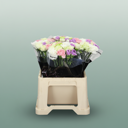 Carnation Standard Mix Pastel