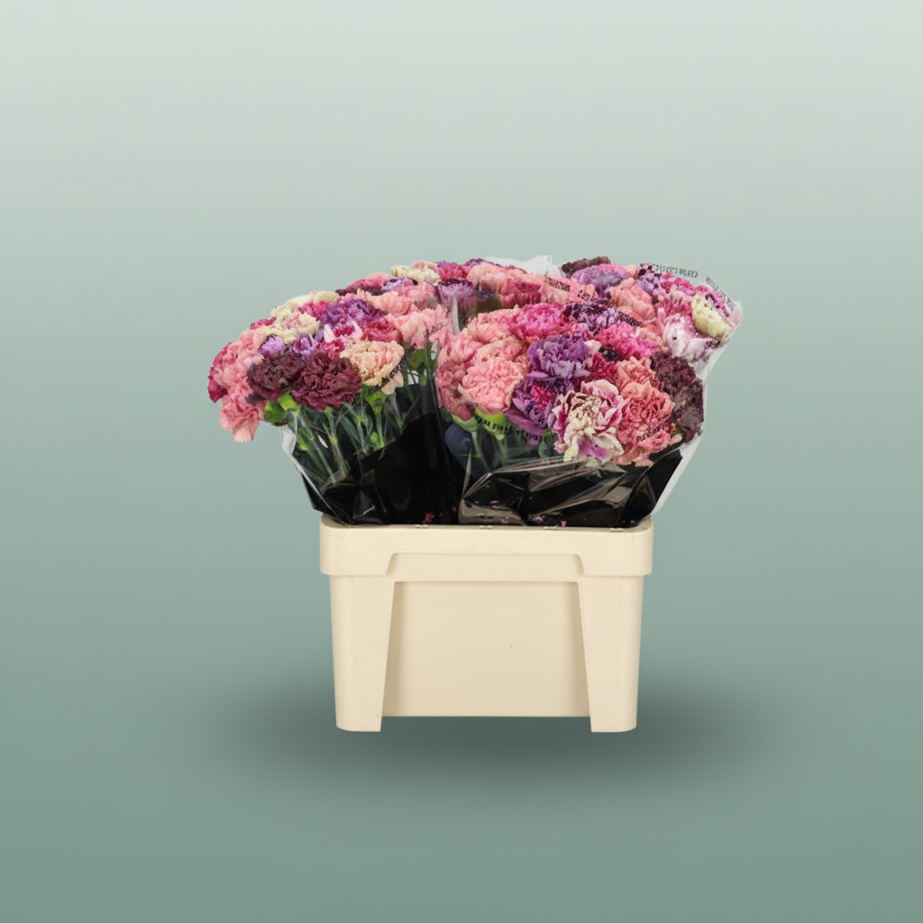 Carnation Standard Mix Vintage