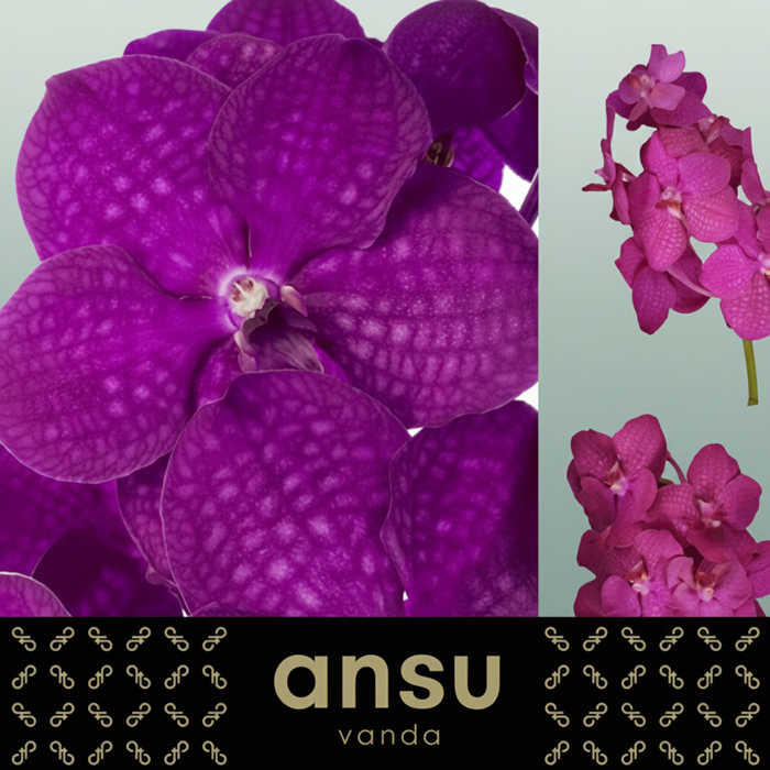 Vanda Orchid Nitaya Raspberry Cerise