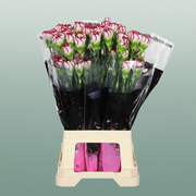 Carnation Standard Olympia
