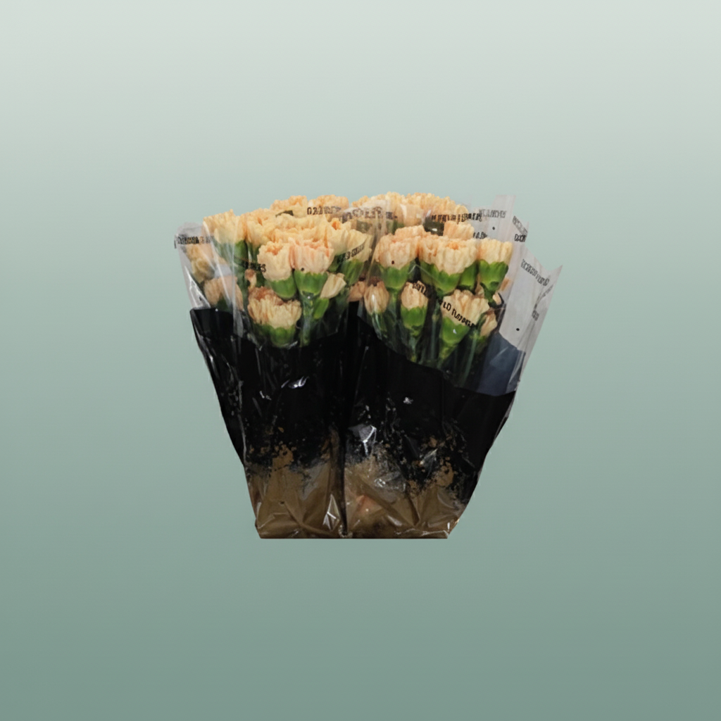 Carnation Standard Caroline Gold