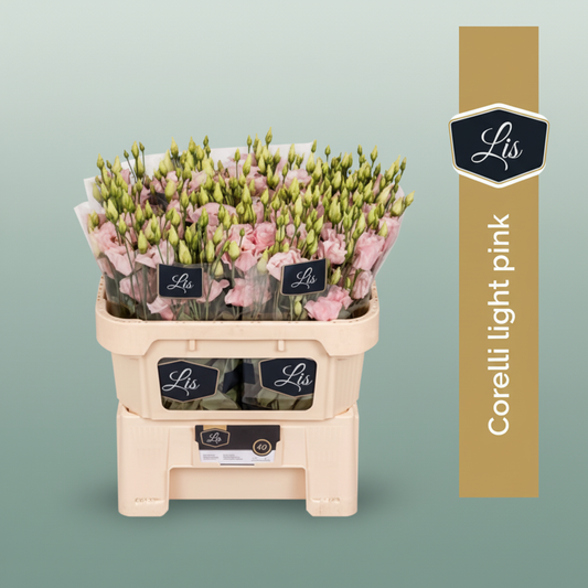 Eustoma Light Pink Wholesalers Choice