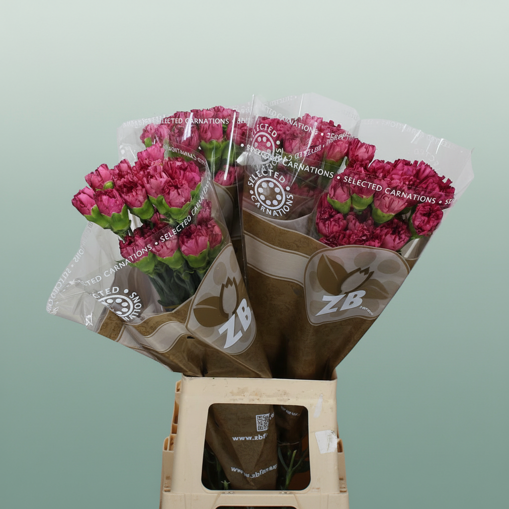 Carnation Standard Bernard