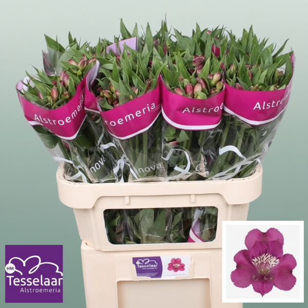 Alstroemeria Purple Wholesalers Choice