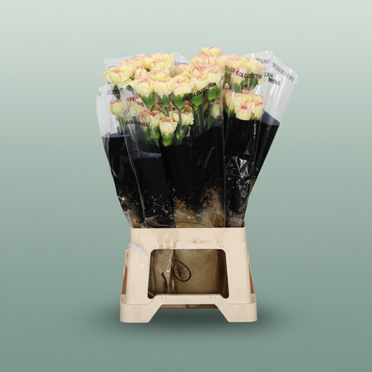 Carnation Standard Fiesta Komachi