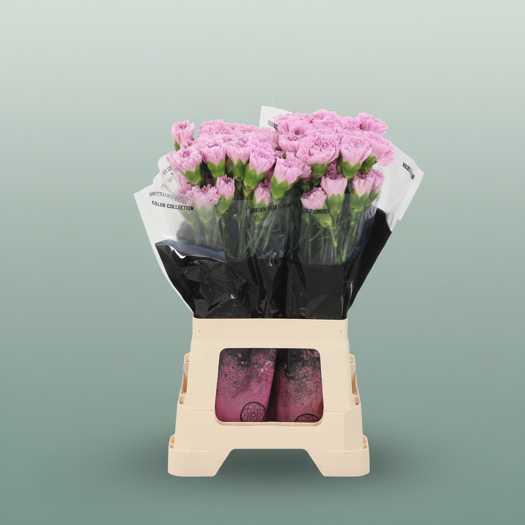 Carnation Standard Clearwater