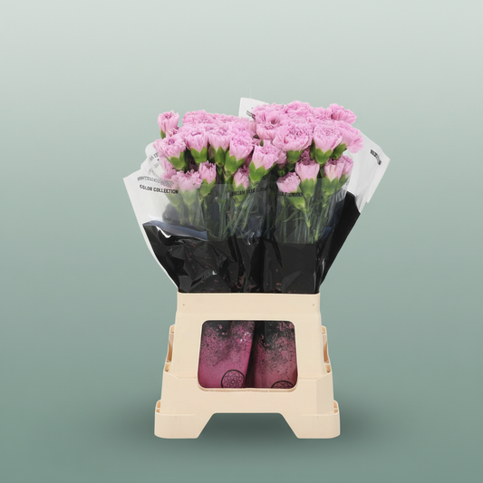 Carnation Standard Clearwater
