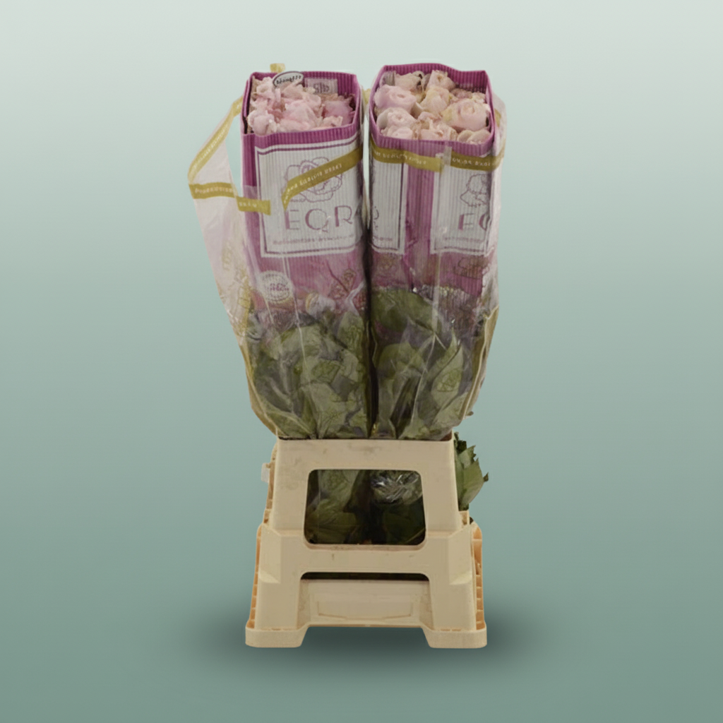 Rose Eq Secret Garden!