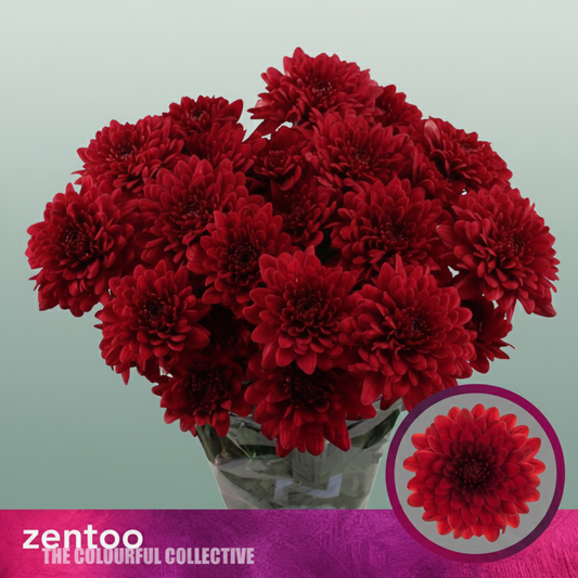 Chrysanthemum Spray Lamira Red