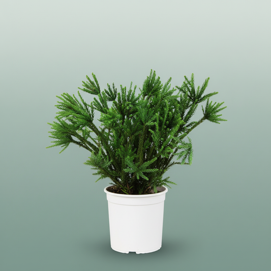 Conifeer Zak Cinderella