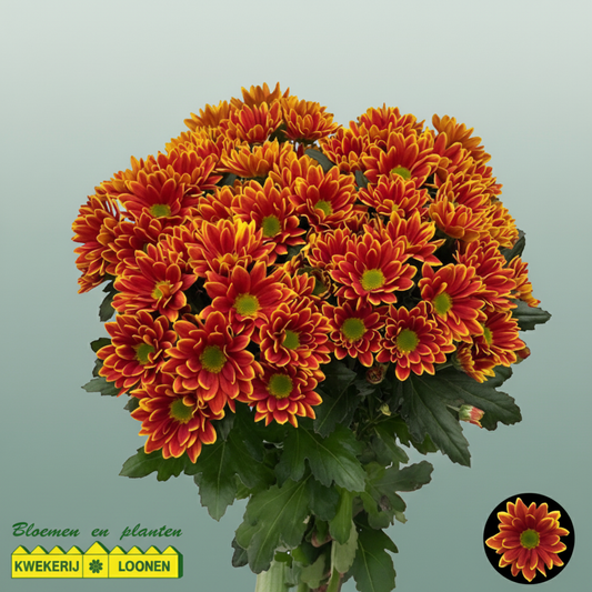 Chrysanthemum Spray Kastelli