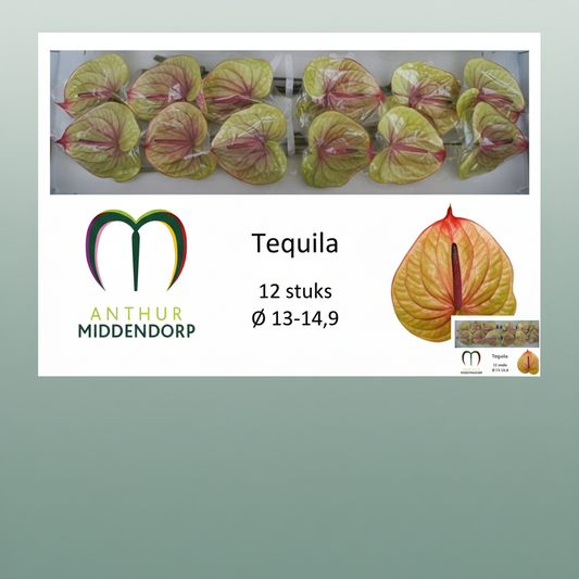 Anthurium Tequila