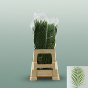 Cane Palm - Plastic