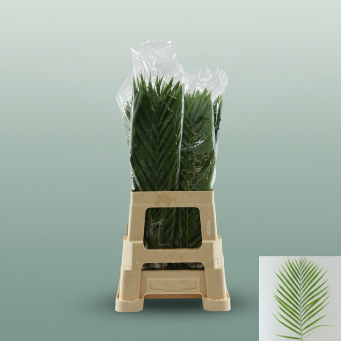 Cane Palm - Plastic