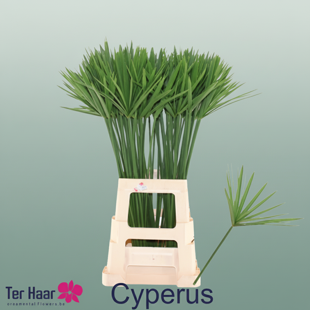 Cyperus Glaber