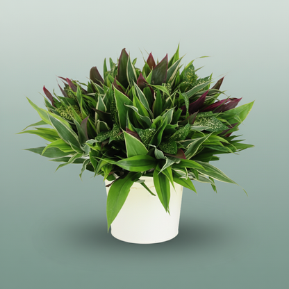 Asia Foliage Mix