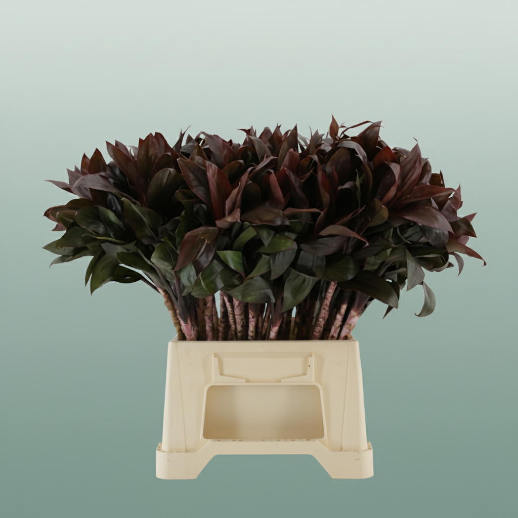 Cordyline Compacta Groen[rd]