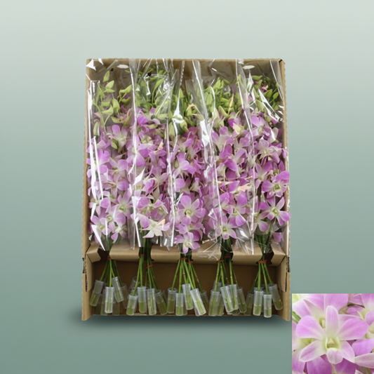 Orchid Dendro Lucy Pink