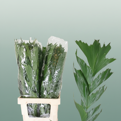 Butterfly Palm - Caryota mitis - Plastic