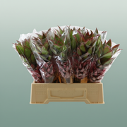 Pink Ananas Nina – 40cm Stems