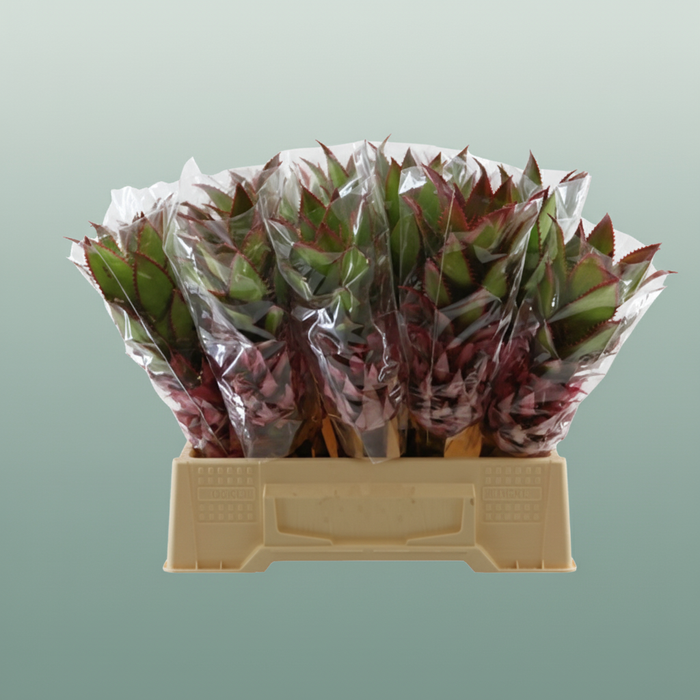 Pink Ananas Nina – 40cm Stems
