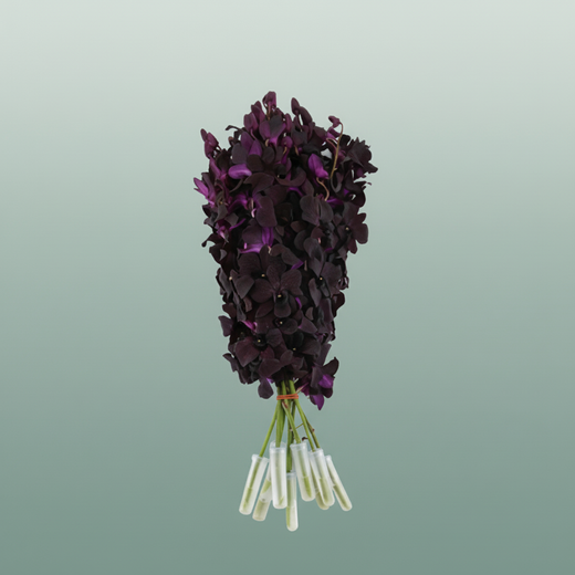 Orchid Dendro Black Beauty