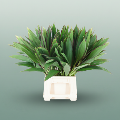 Cordyline Lemon Red Edge Top - Plastic