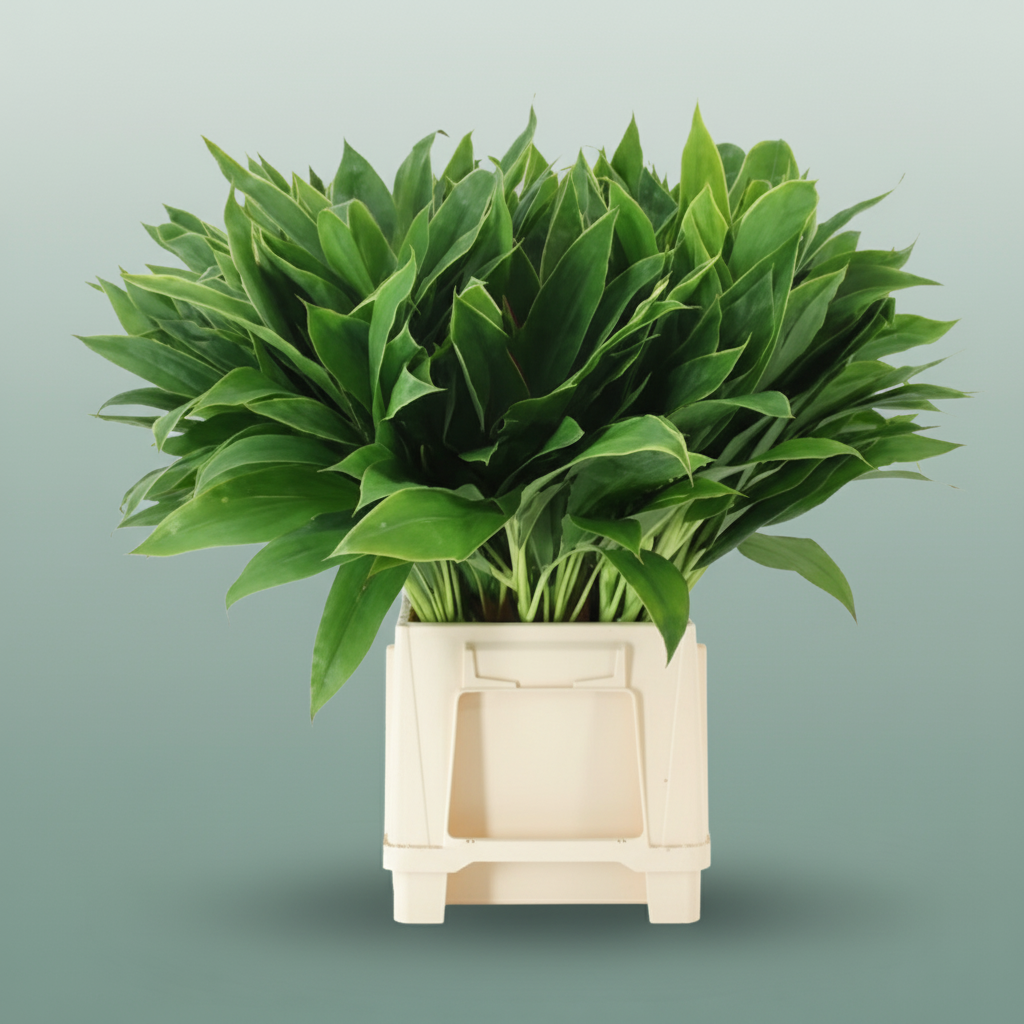 Cordyline Snow White Top