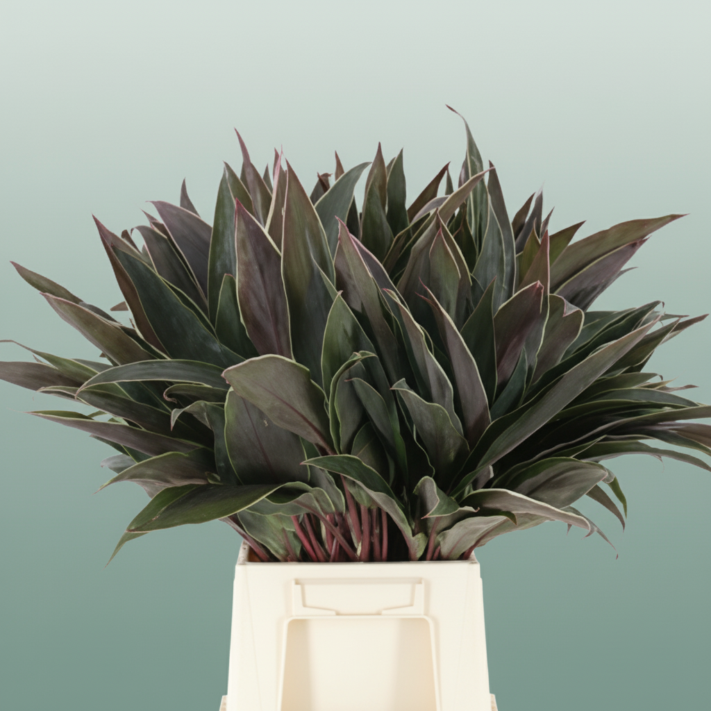 Cordyline Cappucino Top