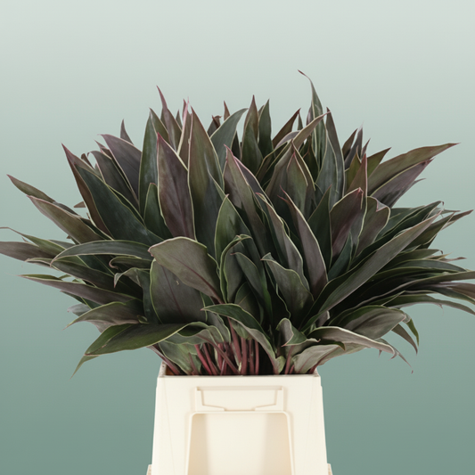 Cordyline Cappucino Top