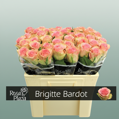 Rose Brigitte Bardot