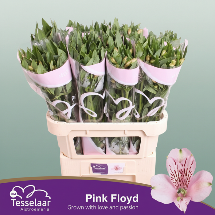 Alstroemeria Pink Wholesalers Choice