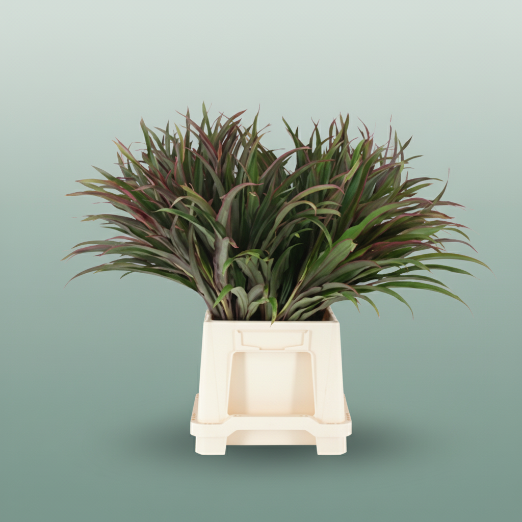 Cordyline Chicken Tail Top