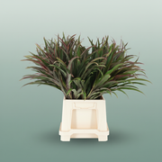 Cordyline Chicken Tail Top