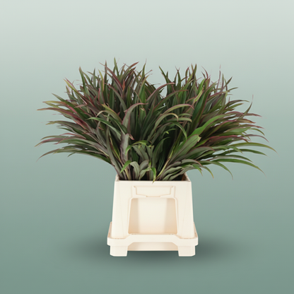 Cordyline Chicken Tail Top