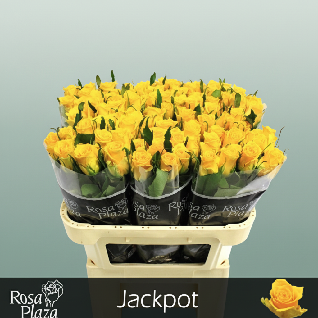 Rose Jackpot+