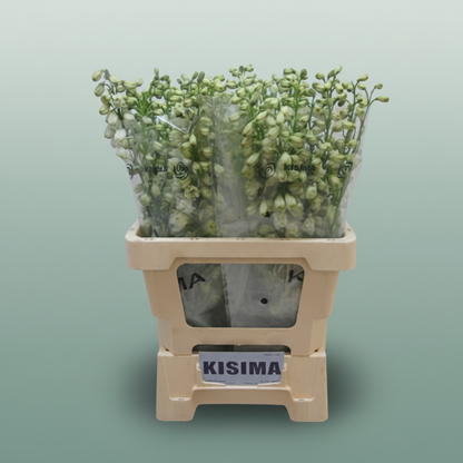 Delphinium Guardiam White