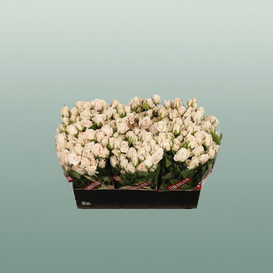 Spray Rose Royal Porcelina