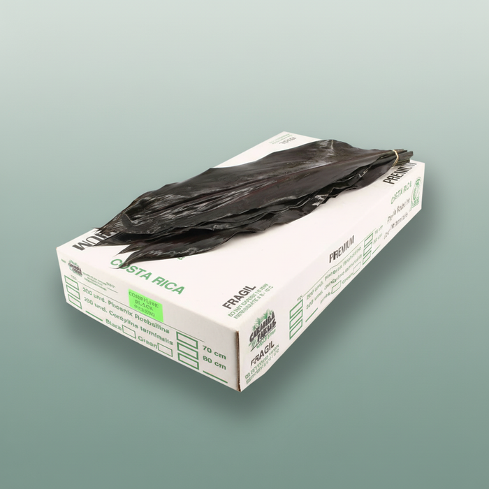 Cordeline Black Tie