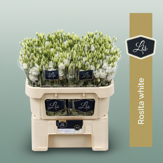 Eustoma White Wholesalers Choice