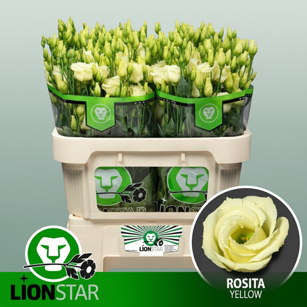 Eustoma Yellow Wholesalers Choice